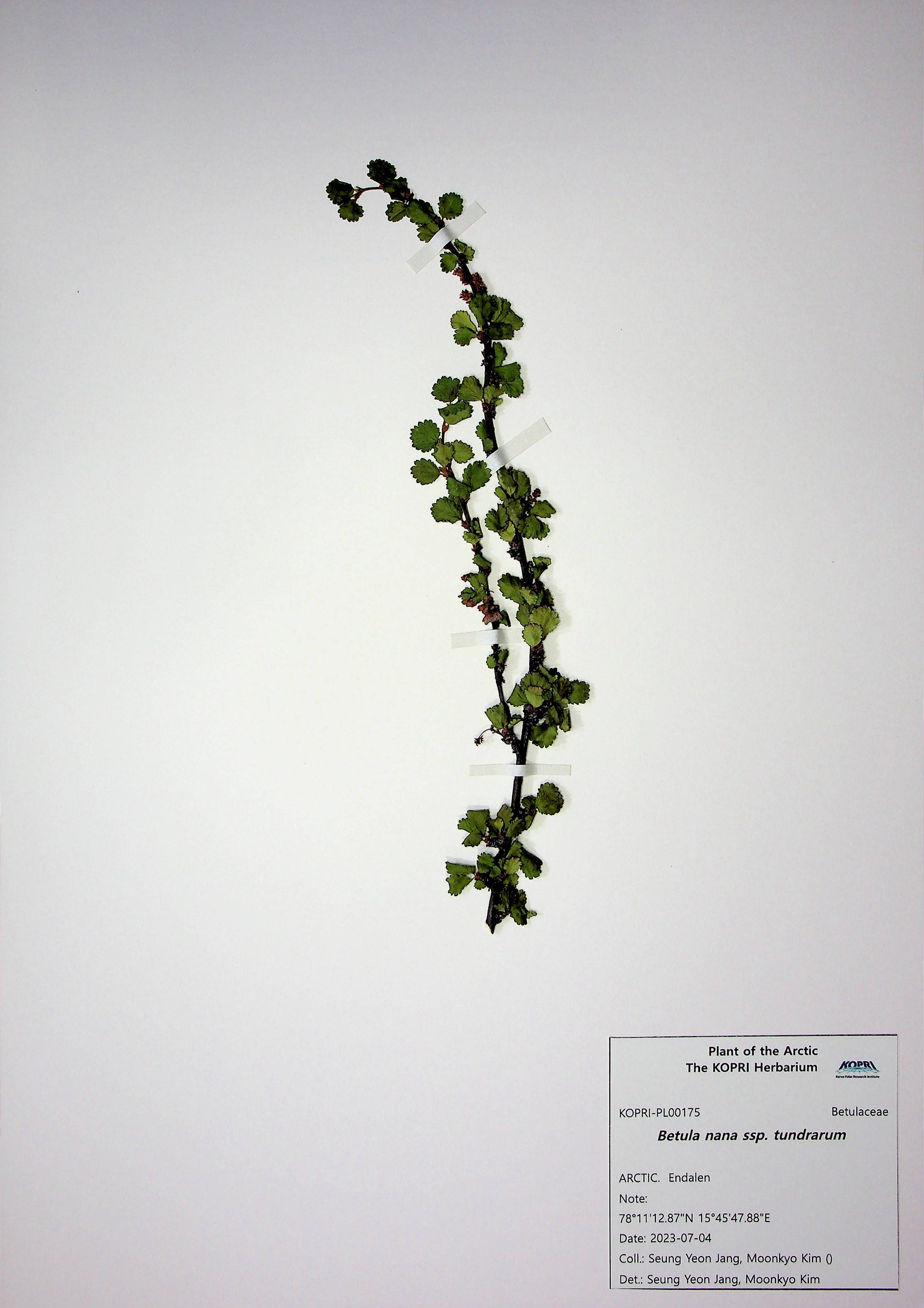 Betula nana ssp. tundrarum
