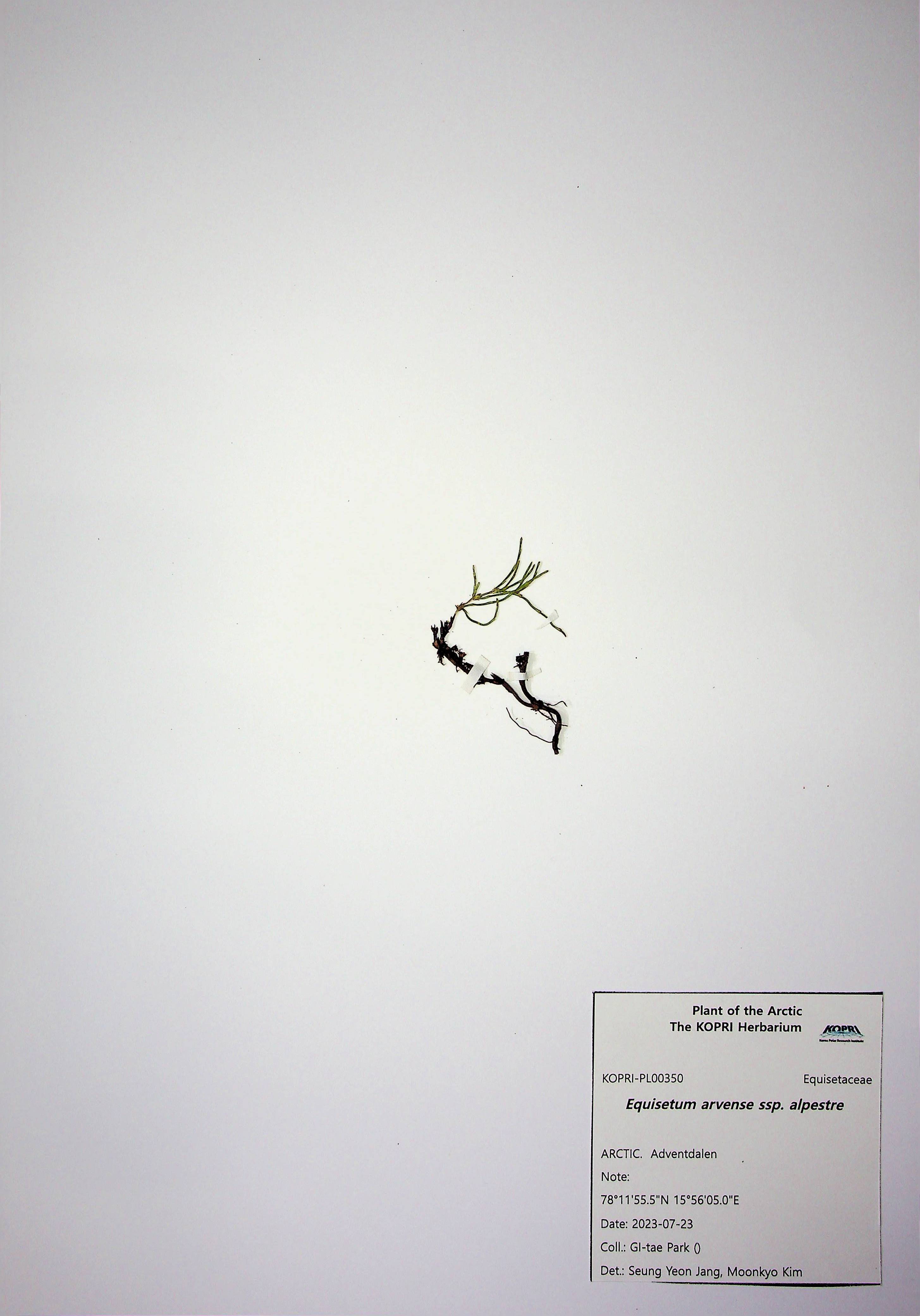 Equisetum arvense ssp. alpestre