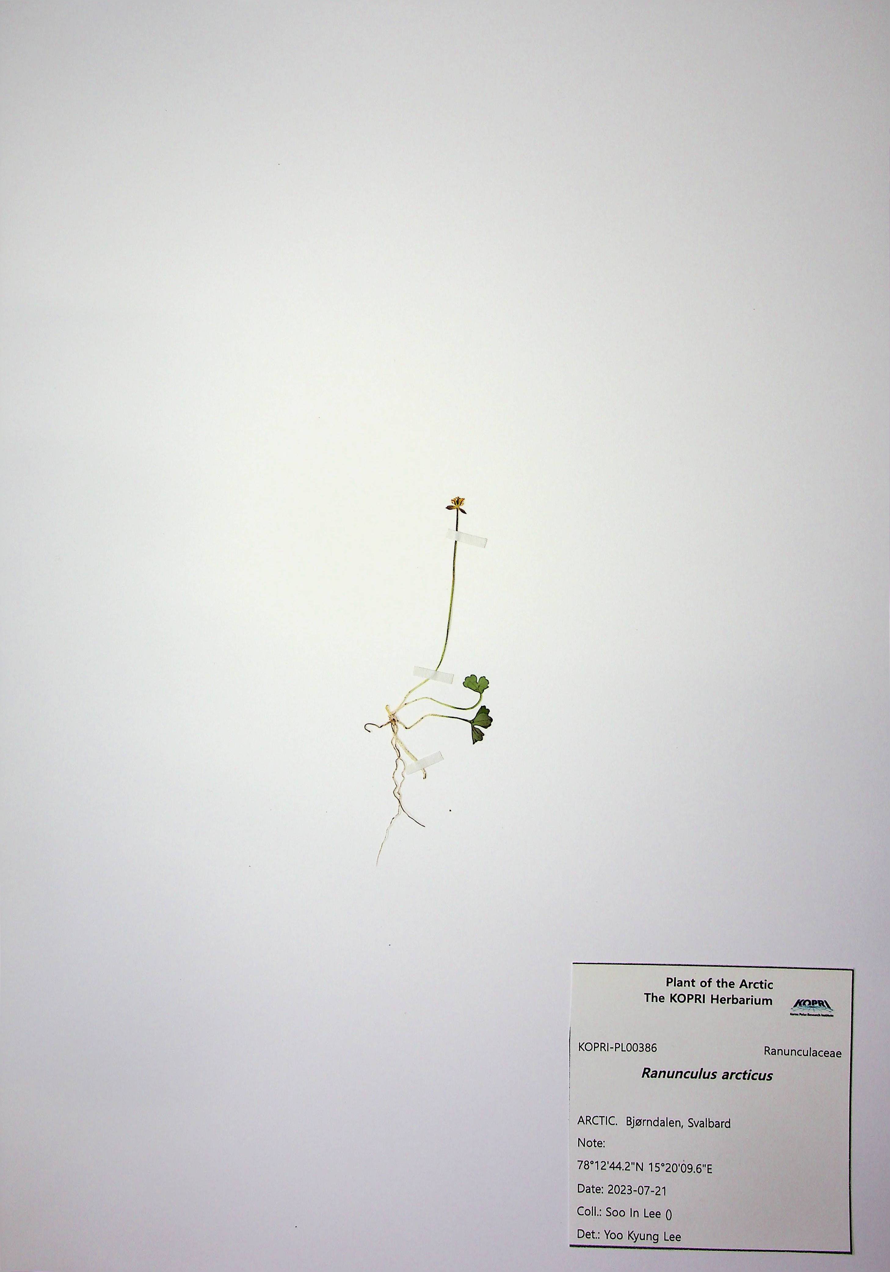 Ranunculus arcticus
