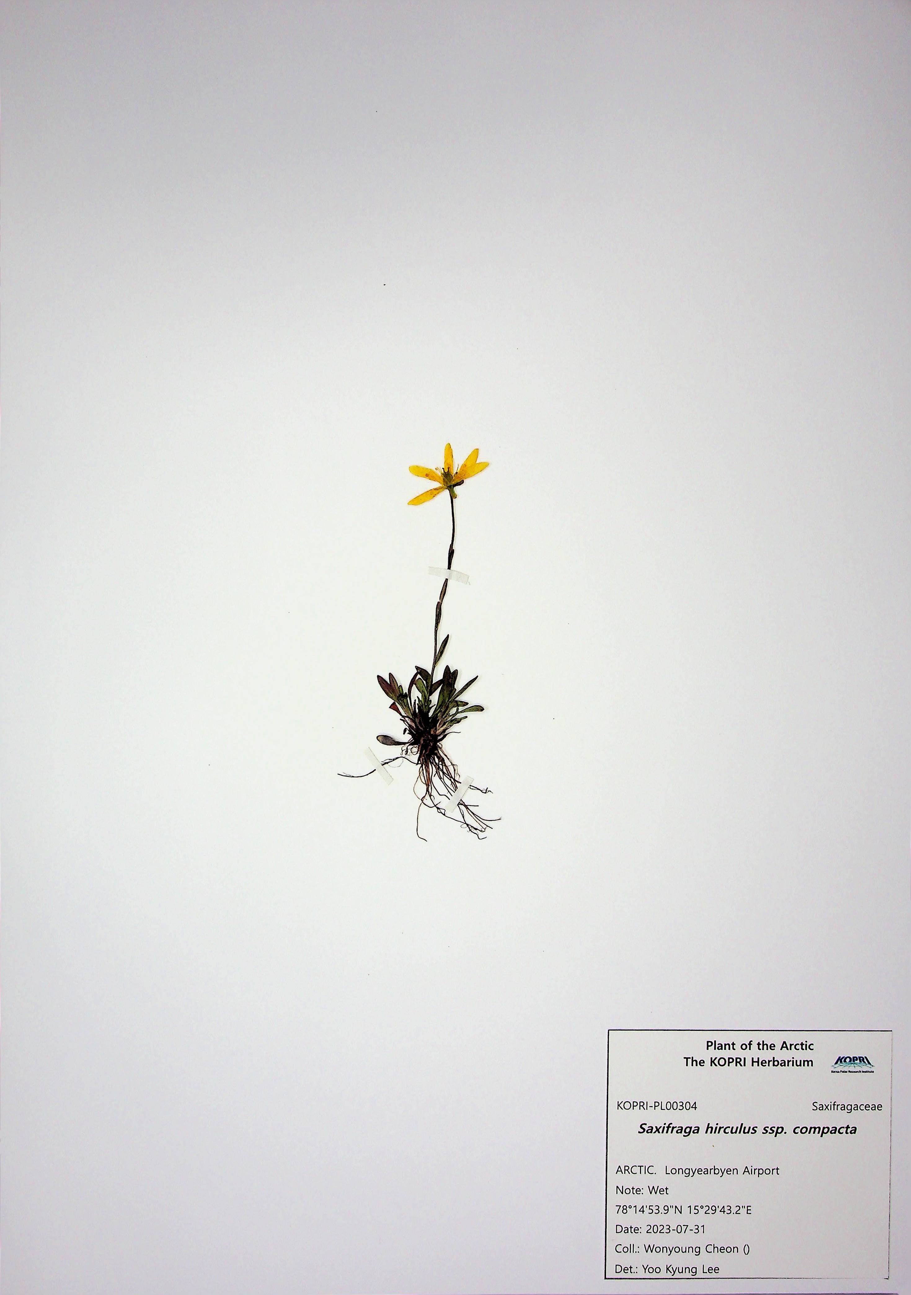 Saxifraga hirculus ssp. compacta