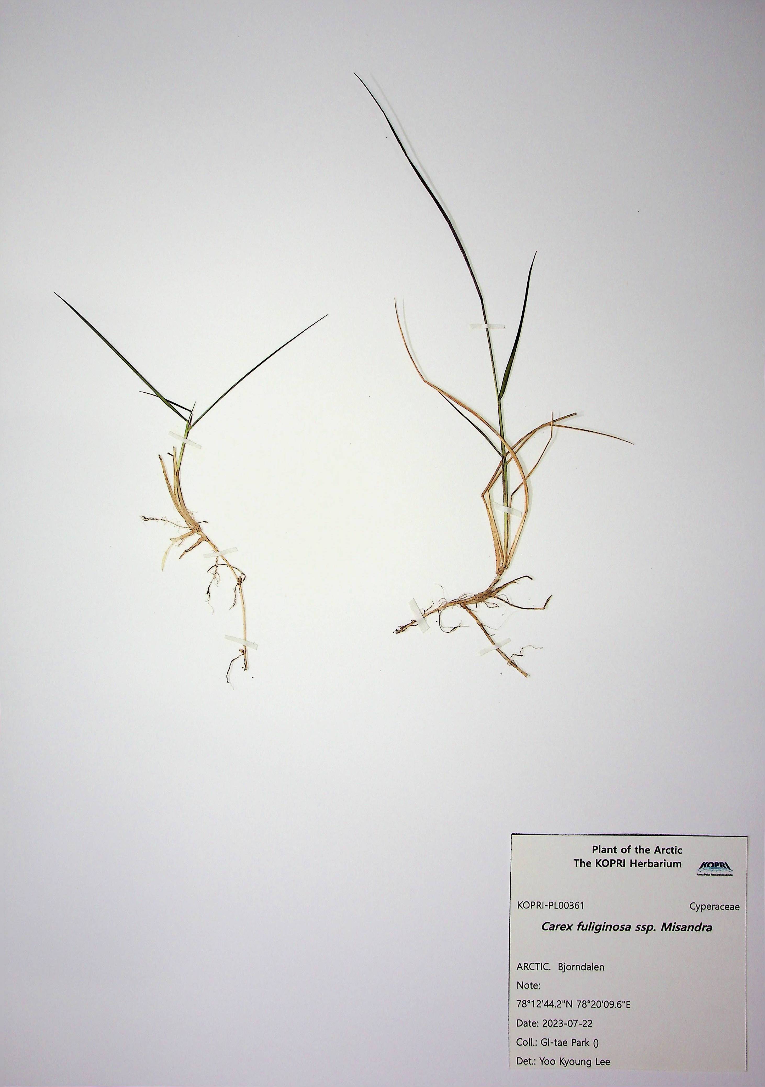 Carex fuliginosa ssp. Misandra