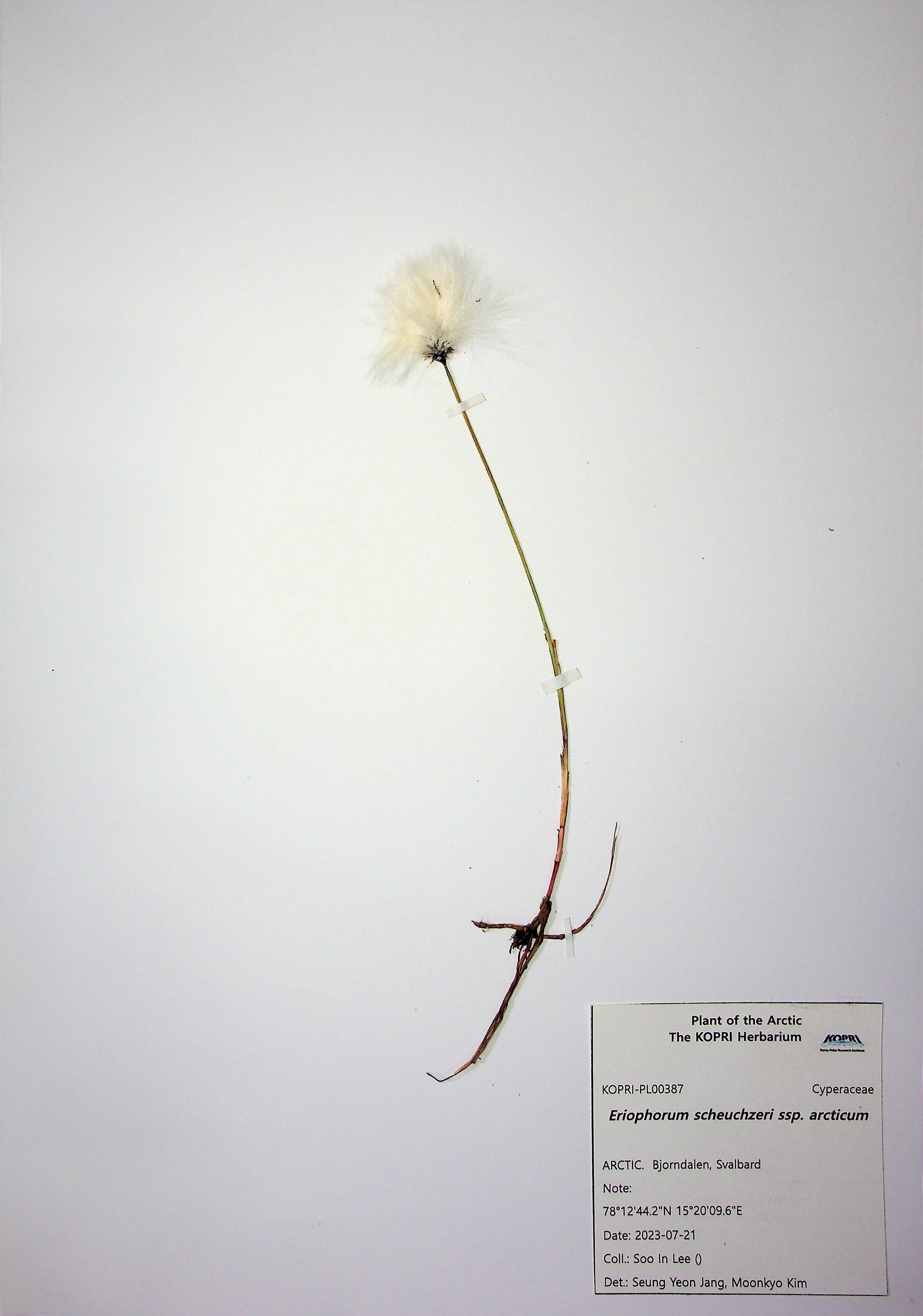 Eriophorum scheuchzeri ssp. arcticum