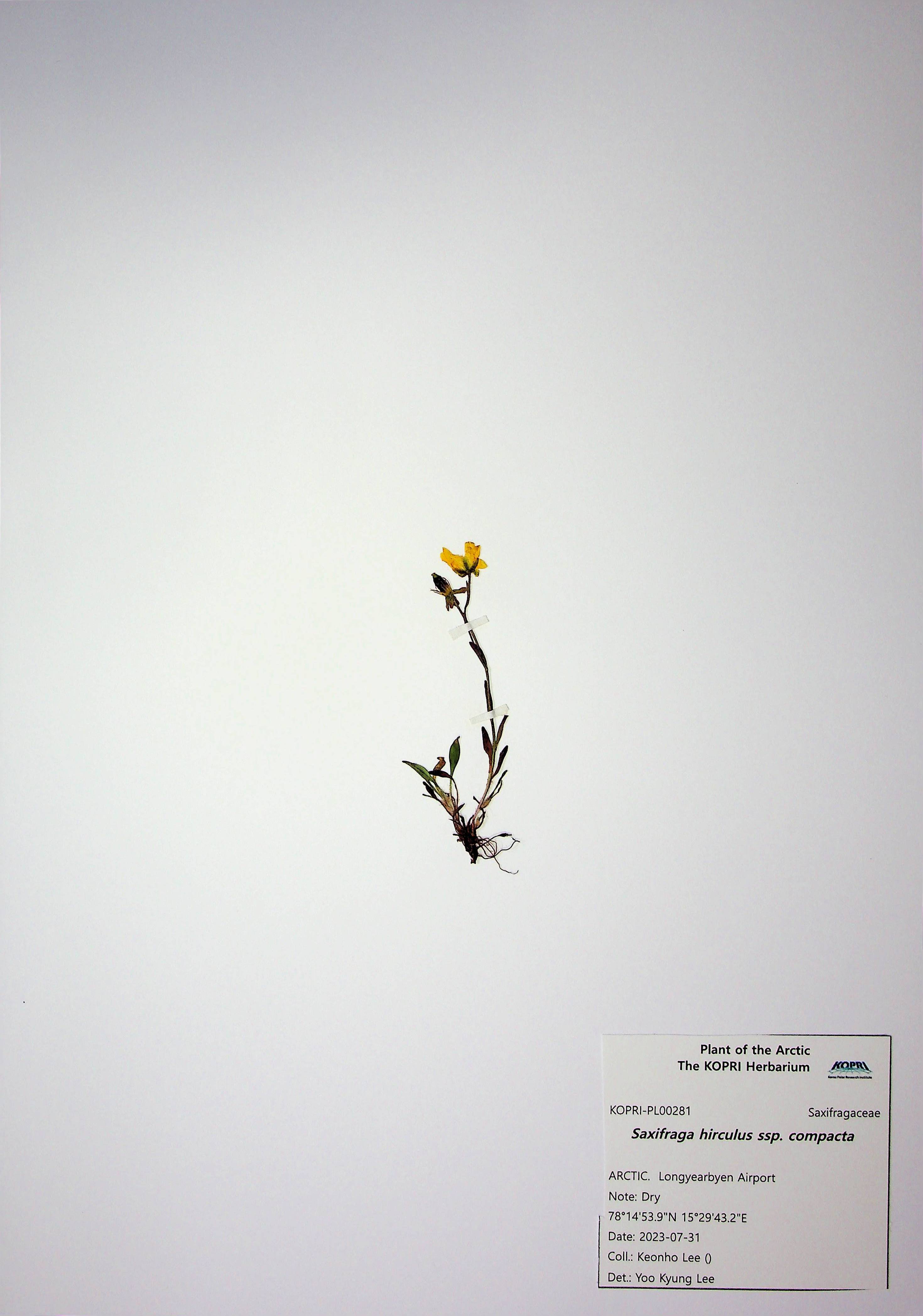 Saxifraga hirculus ssp. compacta
