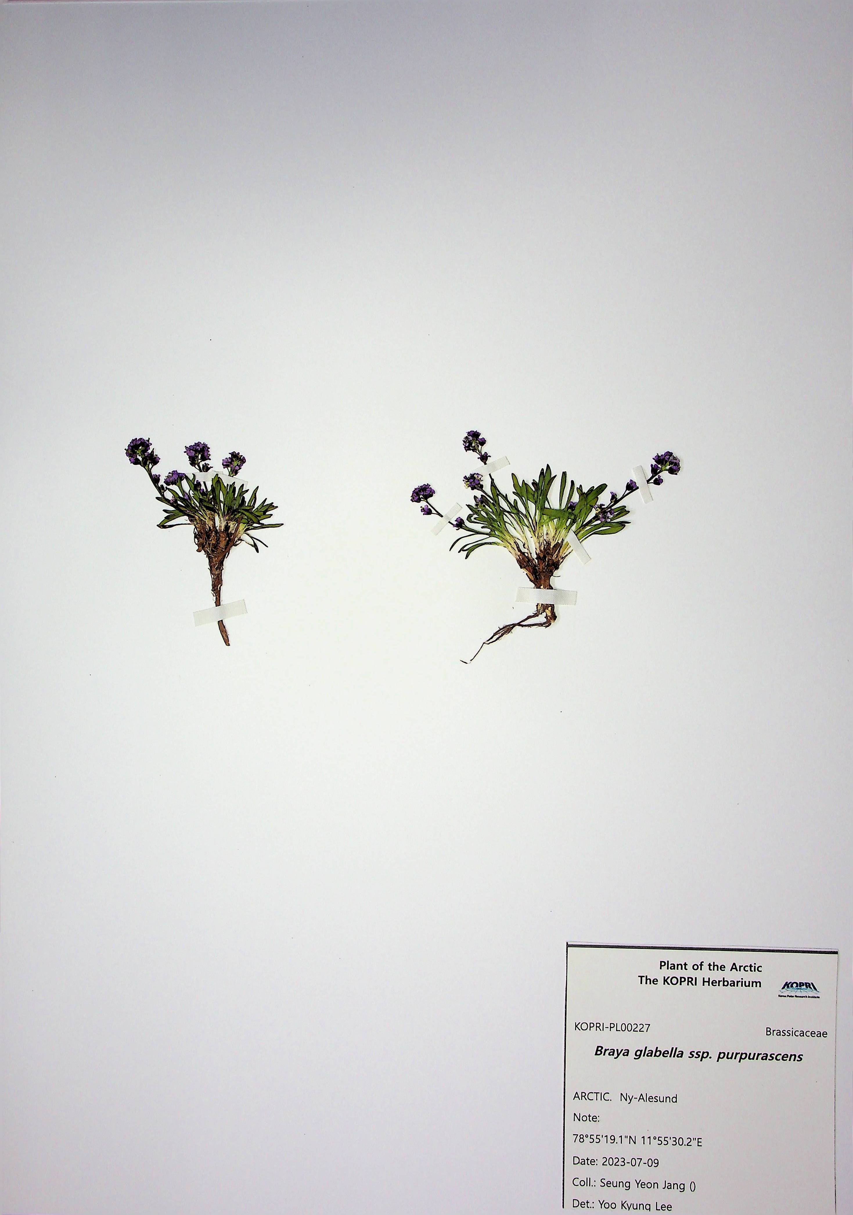 Braya glabella ssp. purpurascens