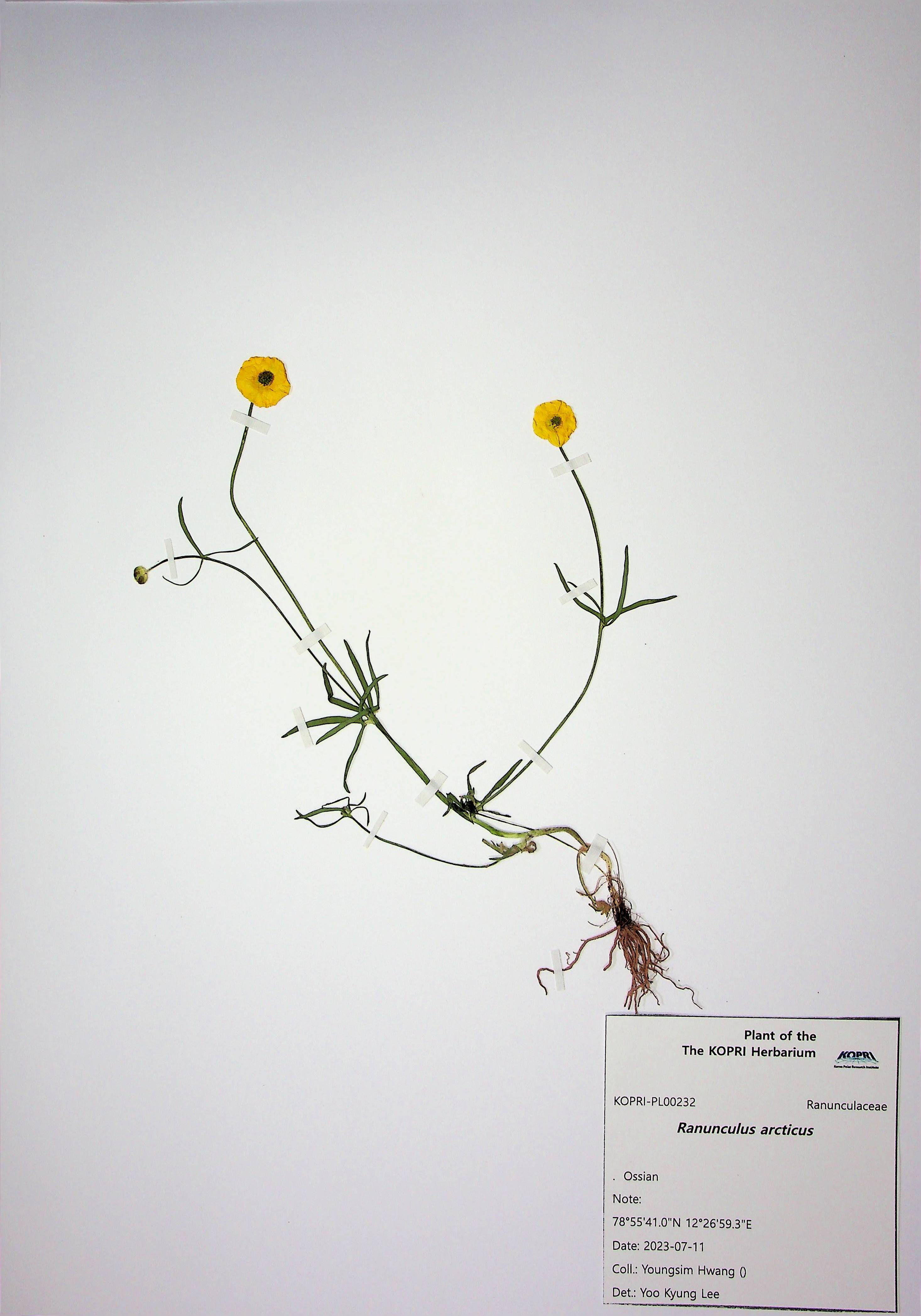 Ranunculus arcticus 