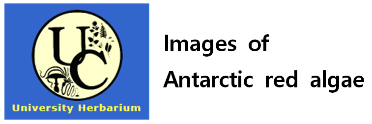 uc antarctic red algae